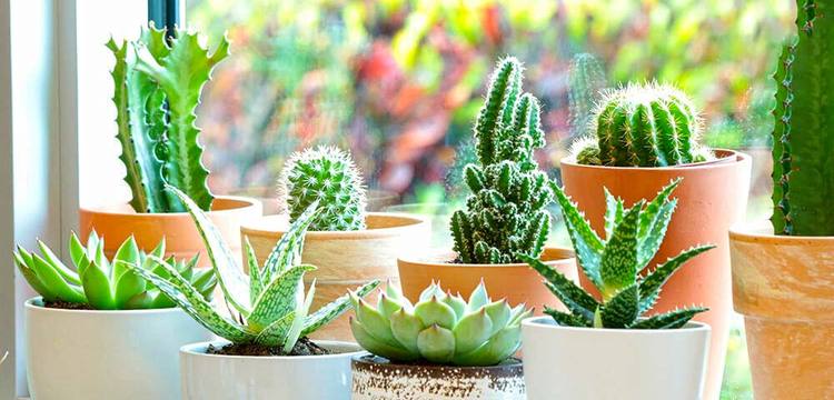  10. کاکتوس عروس در اتاق خواب