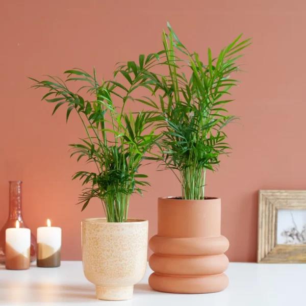  5. نخل شامادورا در اتاق خواب