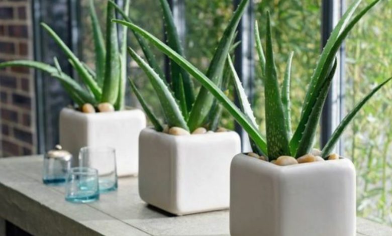 آلوئه ورا در اتاق خواب